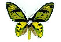 ORNITHOPTERA TITHONUS MISOOLANA